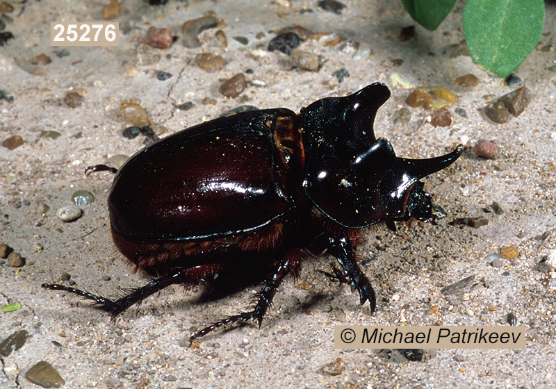 Strategus aloeus (Rutelinae, Scarabaeidae, Coleoptera)